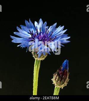 Kornblume, Centaurea cyanus, freigestellt, Banque D'Images