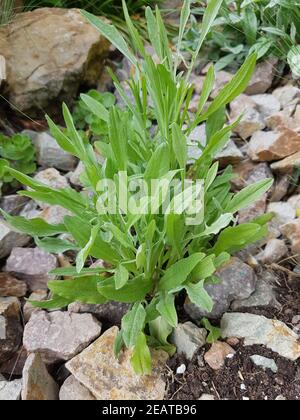 Kornblume Centaurea cyanus, Sproessling Banque D'Images