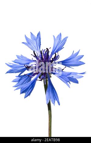 Kornblume Centaurea cyanus Banque D'Images