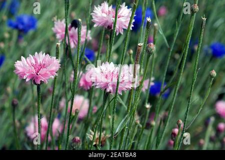 Centaurea cyanus Kornblume ; ; ; Banque D'Images