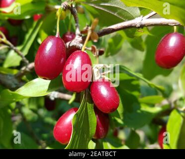 Kornelkirschen, Cornus mas, Banque D'Images