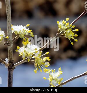 Kornelkirsche, Cornus mas Banque D'Images