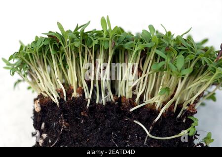 Kresse, Gartenkresse ; Lepidium sativum ; Banque D'Images