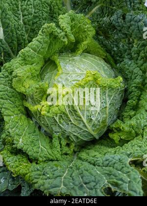 Wirsing, Brassica oleracea var sabauda, Kohl Banque D'Images