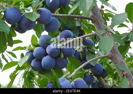 Branches sur un prunier italien lourd avec des fruits mûrs Banque D'Images