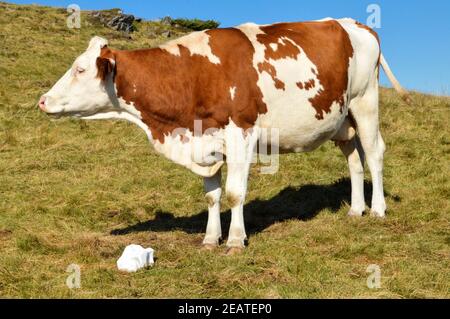 Vache laitière Montbeliarde dans un champ avec une pierre salée. Banque D'Images