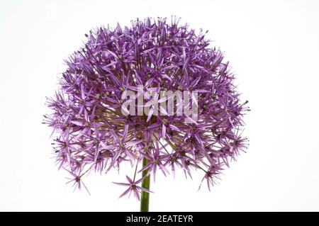 Riesenlauch, Allium, giganteum Banque D'Images