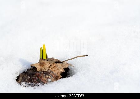 Des pousses de Daffodil émergent dans la neige au début du printemps Banque D'Images