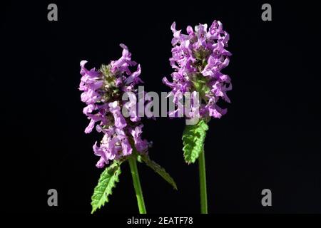 Ziest Stachys officinalis Echter Heilziest Betonie Banque D'Images