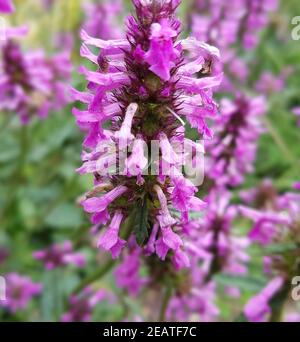 Ziest Stachys officinalis Betonie Heilpflanze Banque D'Images