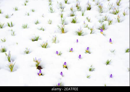 Les fleurs de Crocus émergent à travers la neige au début du printemps Banque D'Images