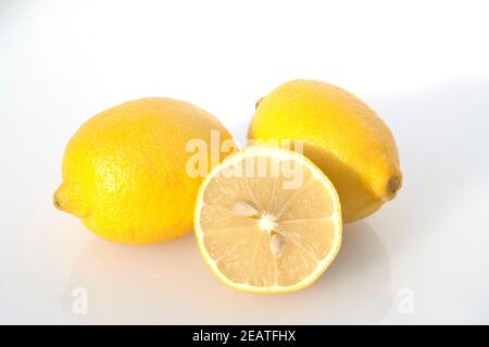 Zitrone, Citrus limon, droits, Frucht, exotisch, Suedfrucht, Banque D'Images