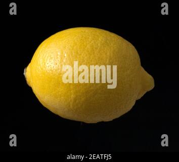 Zitrone, Citrus, limon Banque D'Images