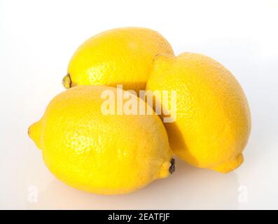 Zitrone, Citrus limon, droits, Frucht, exotisch, Suedfrucht, Banque D'Images