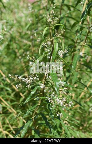 Zitronenverbene Verveine Lippia citrodora Banque D'Images