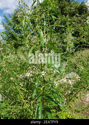 Zitronenverbene Verveine Lippia citrodora Banque D'Images