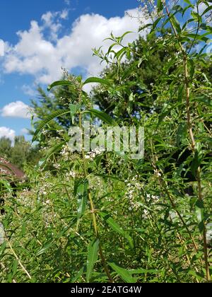 Zitronenverbene Verveine Lippia citrodora Banque D'Images