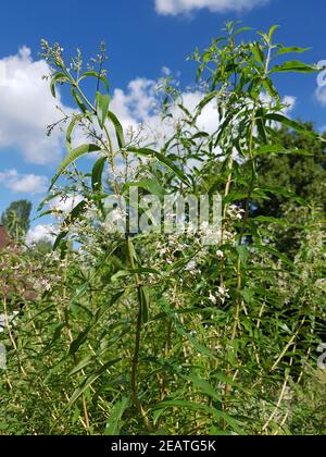 Zitronenverbene Verveine Lippia citrodora Banque D'Images