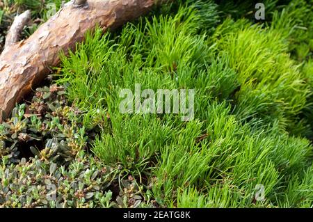 Zwerg-Kiefer, Pinus mugo, Grabbepplanzung Banque D'Images