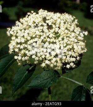 Zwergholunder Sambucus ebulus Banque D'Images