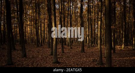 Superbe automne capturé dans une image de paysage - couleurs vives disparaissant lentement et faisant de la place pour l'aspect grisâtre de hiver Banque D'Images