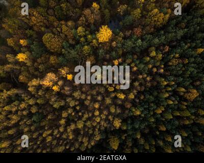 Superbe automne capturé dans une image de paysage - couleurs vives disparaissant lentement et faisant de la place pour l'aspect grisâtre de hiver Banque D'Images