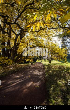 Superbe automne capturé dans une image de paysage - couleurs vives disparaissant lentement et faisant de la place pour l'aspect grisâtre de hiver Banque D'Images