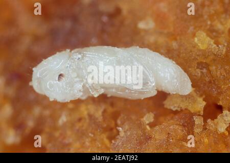 La pupa de Rhyzopertha dominique est généralement la bourrache à grains moindres, le charançon du blé américain, le charançon du blé australien et la bourrache à grains stockée. C'est un ravageur de Banque D'Images