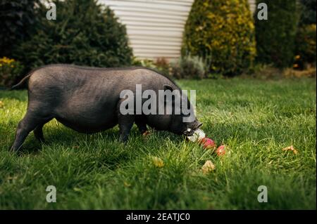 Le porc noir mange des pommes sur l'herbe dans le jardin Banque D'Images