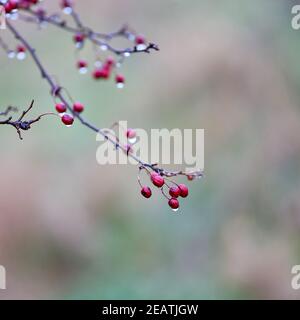 Fruits d'un aubépine (Crataegus monogyna) dans la pluie d'automne Banque D'Images