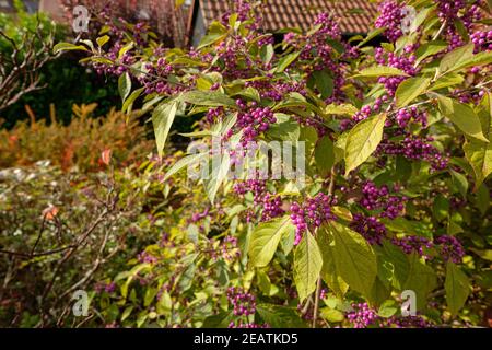 Aux baies de nénutyrtille (Callicarpa) et aux baies de lilas en automne Banque D'Images