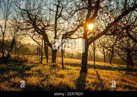 Étoile au soleil avec arbres fruitiers en hiver rétro-éclairé Banque D'Images