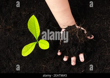 petite plantule jeune arbre dans le sol noir sur les mains de l'enfant Banque D'Images