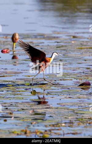 L'Afrique de l'oiseau de la faune de l'Afrique, la Namibie jacana Banque D'Images