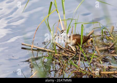 Petit Jacana barboter dans les terres humides, namibie Afrique faune Banque D'Images