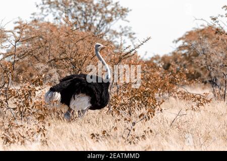 L'autruche, en Afrique, d'Etosha safari de la faune Banque D'Images