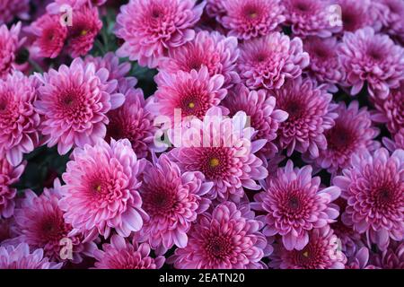 Vue à grand angle des plantes à fleurs roses appelées chrysanthèmes violets. Banque D'Images