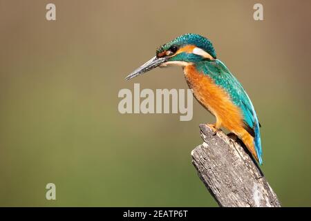 kingfisher commun assis sur l'arbre en été nature. Banque D'Images