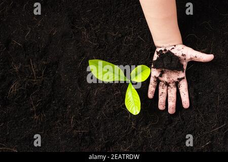 petite plantule jeune arbre dans le sol noir sur les mains de l'enfant Banque D'Images