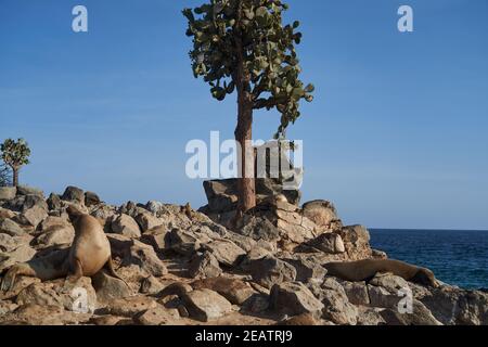 Galapagos sur la plage rocheuse près de Opuntia echios, Galápagos poire pickly, qui est cactus géant avec l'apparence d'un arbre, endémique Banque D'Images