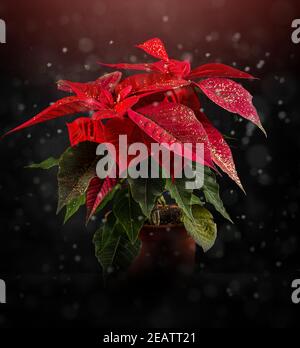 Fleur de poinsettia rouge Banque D'Images