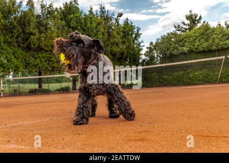 le chien attrape une balle de tennis sur le court Banque D'Images