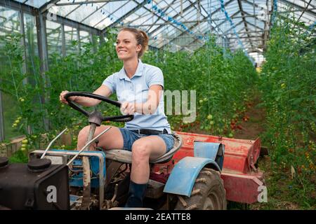 transformation de légumes en serre Banque D'Images