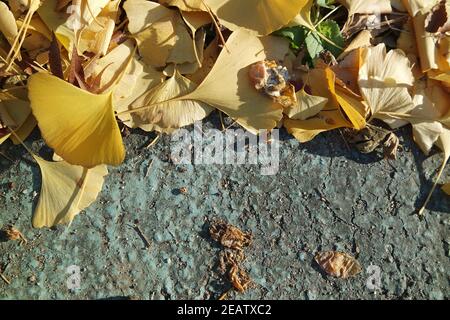 Feuilles dorées Ginkgo sur un sol gris Banque D'Images