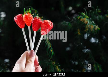 Bouquet de baies comestibles de remplacement dans la main d'un homme ou d'une femme, anniversaire, Saint-Valentin, vacances, gros plan. Fruit entier de fraise sur brochettes en bois, sur fond blanc. Mise au point sélective. Banque D'Images