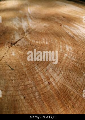 Gros plan vertical d'une texture de tronc d'arbre avec belle motifs naturels Banque D'Images