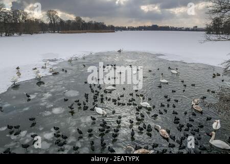 Winter, Wasservögel an einem Wasserloch im EIS auf der Havel, Insel Eiswerder, Haselhorst, Spandau, Berlin, Allemagne Banque D'Images