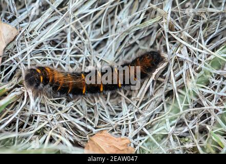 Le BlackBerry Moth caterpillar marche dans l'herbe. Banque D'Images