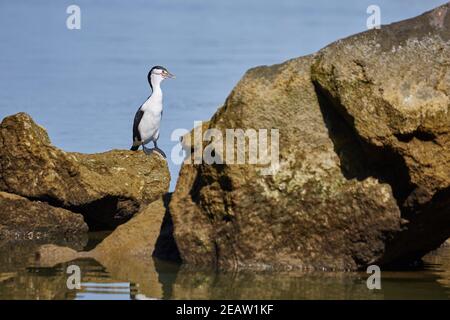 Oiseau de cerf en Nouvelle-Zélande Banque D'Images