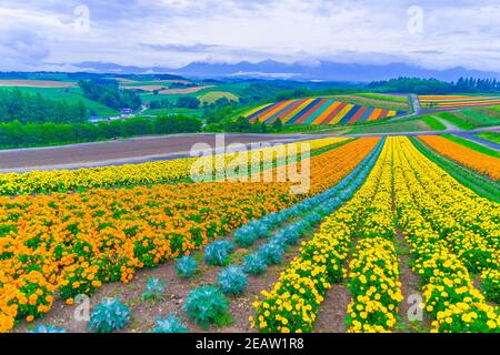 Outlook flower garden of Shikisai Hill (Hokkaido Biei-cho) Banque D'Images